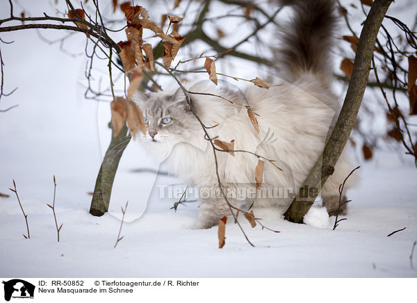 Neva Masquarade im Schnee / Neva Masquarade in snow / RR-50852