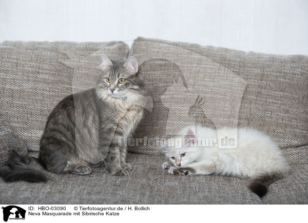 Neva Masquarade mit Sibirische Katze / Neva Masquarade with Siberian Cat / HBO-03090