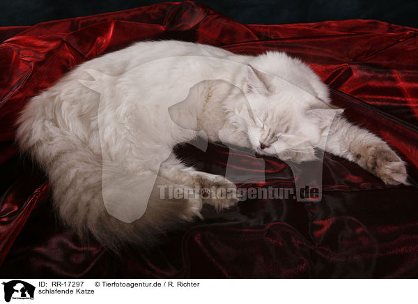 schlafende Katze / sleeping cat / RR-17297
