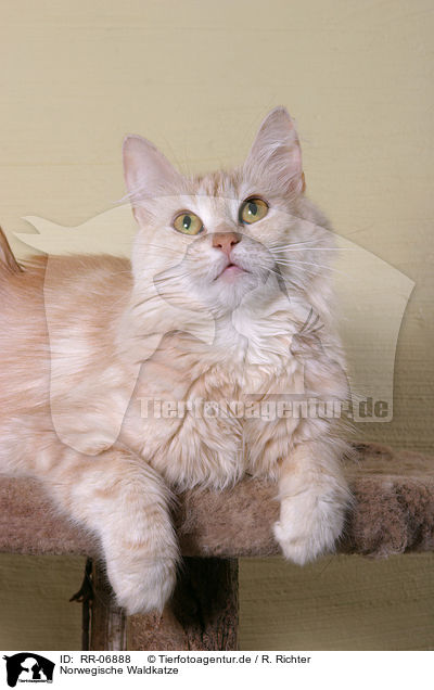 Norwegische Waldkatze / norwegian forest cat / RR-06888