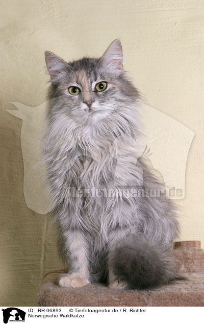 Norwegische Waldkatze / norwegian forest cat / RR-06893