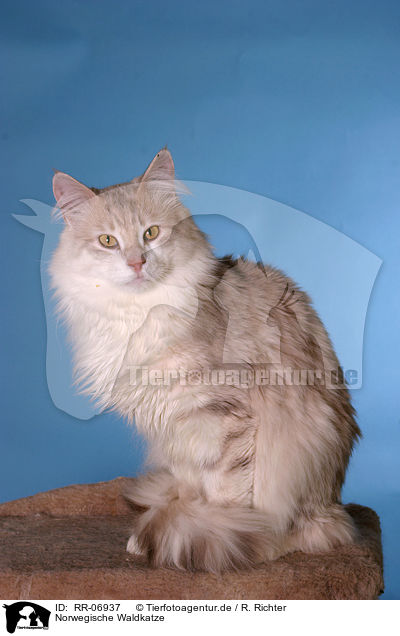 Norwegische Waldkatze / norwegian forest cat / RR-06937