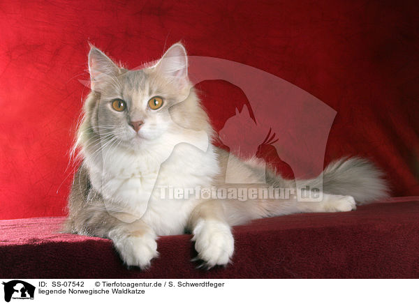 liegende Norwegische Waldkatze / lying Norwegian Forest Cat / SS-07542