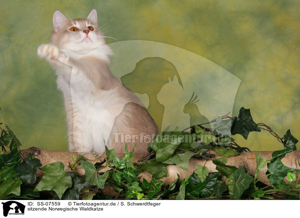 sitzende Norwegische Waldkatze / sitting Norwegian Forest Cat / SS-07559