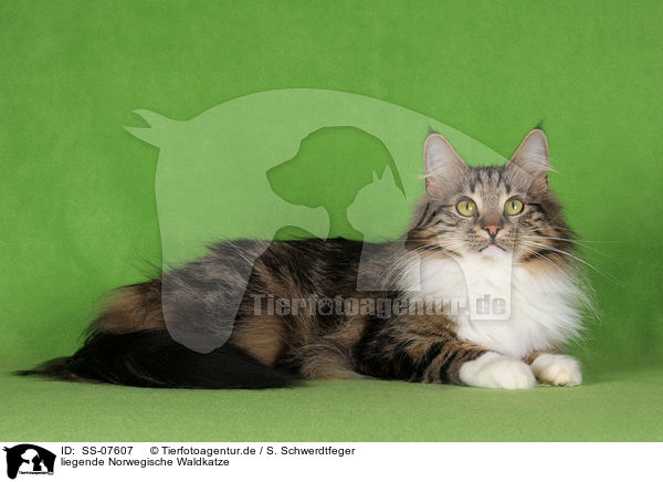 liegende Norwegische Waldkatze / lying Norwegian Forest Cat / SS-07607