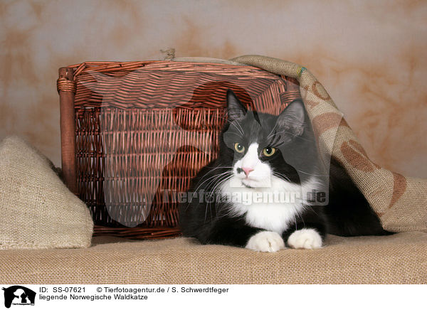 liegende Norwegische Waldkatze / lying Norwegian Forest Cat / SS-07621