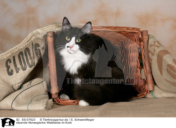 sitzende Norwegische Waldkatze im Korb / sitting Norwegian Forest Cat in basket / SS-07623