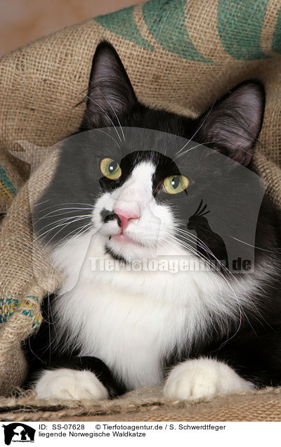 liegende Norwegische Waldkatze / lying Norwegian Forest Cat / SS-07628