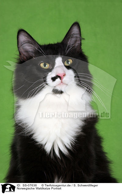 Norwegische Waldkatze Portrait / Norwegian Forest Cat Portrait / SS-07636