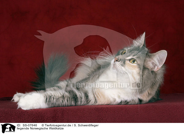 liegende Norwegische Waldkatze / lying Norwegian Forest Cat / SS-07646