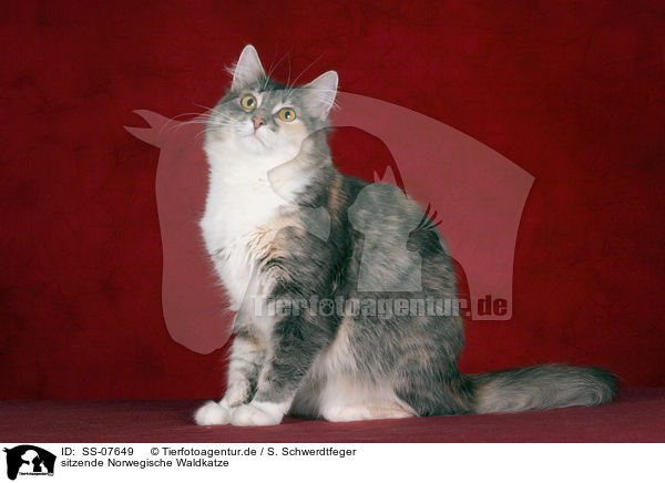 sitzende Norwegische Waldkatze / sitting Norwegian Forest Cat / SS-07649