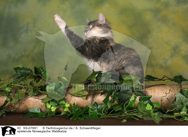 spielende Norwegische Waldkatze / playing Norwegian Forest Cat / SS-07661