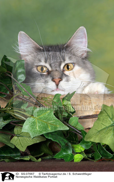 Norwegische Waldkatze Portrait / Norwegian Forest Cat Portrait / SS-07667
