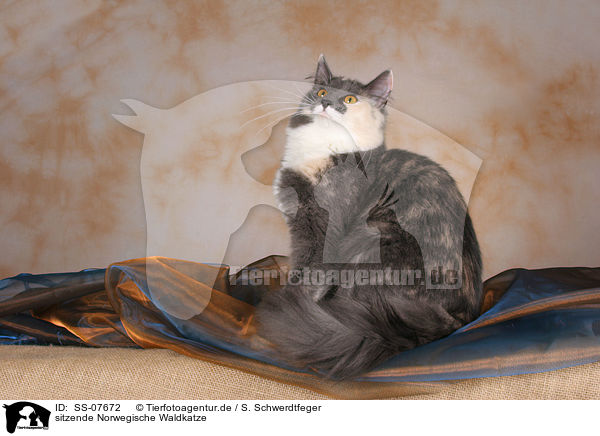 sitzende Norwegische Waldkatze / sitting Norwegian Forest Cat / SS-07672