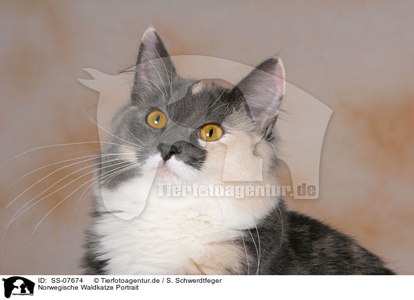 Norwegische Waldkatze Portrait / Norwegian Forest Cat Portrait / SS-07674