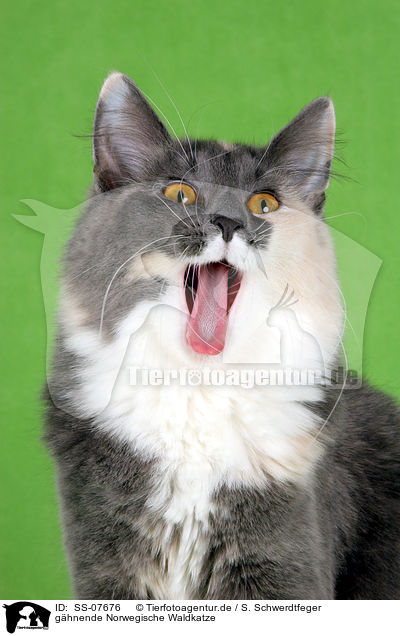 ghnende Norwegische Waldkatze / gaping Norwegian Forest Cat / SS-07676