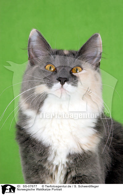 Norwegische Waldkatze Portrait / Norwegian Forest Cat Portrait / SS-07677