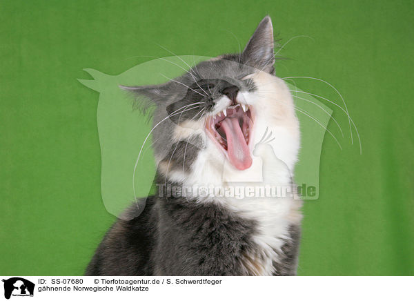 ghnende Norwegische Waldkatze / yawning Norwegian Forest Cat / SS-07680