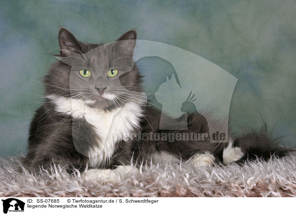 liegende Norwegische Waldkatze / lying Norwegian Forest Cat / SS-07685