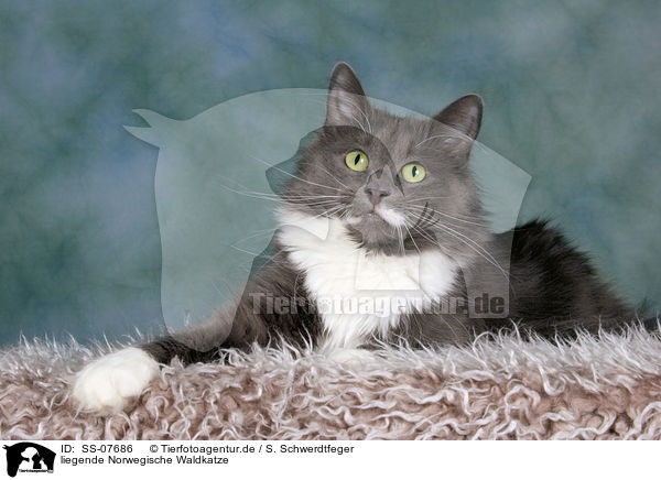 liegende Norwegische Waldkatze / lying Norwegian Forest Cat / SS-07686