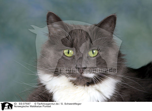 Norwegische Waldkatze Portrait / Norwegian Forest Cat Portrait / SS-07687