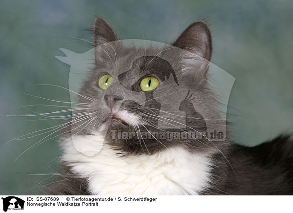 Norwegische Waldkatze Portrait / Norwegian Forest Cat Portrait / SS-07689