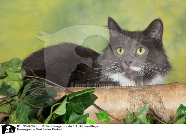 Norwegische Waldkatze Portrait / Norwegian Forest Cat Portrait / SS-07690
