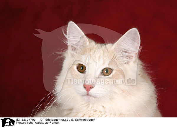 Norwegische Waldkatze Portrait / Norwegian Forest Cat Portrait / SS-07700