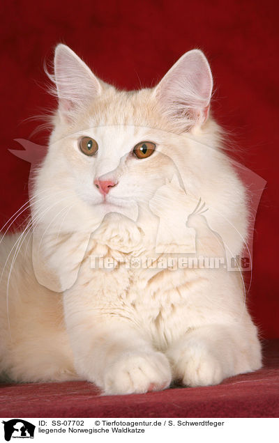 liegende Norwegische Waldkatze / lying Norwegian Forest Cat / SS-07702