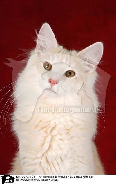 Norwegische Waldkatze Portrait / Norwegian Forest Cat Portrait / SS-07704