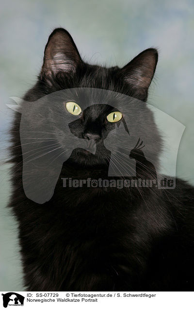 Norwegische Waldkatze Portrait / Norwegian Forest Cat Portrait / SS-07729