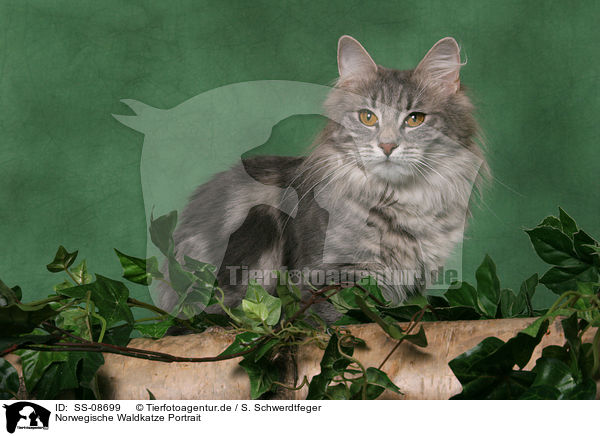 Norwegische Waldkatze Portrait / Norwegian Forest Cat Portrait / SS-08699