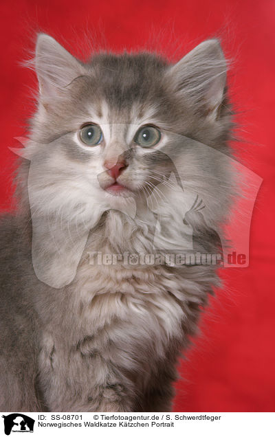 Norwegisches Waldkatze Ktzchen Portrait / Norwegian Forest Kitten Portrait / SS-08701