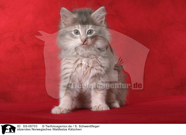 sitzendes Norwegisches Waldkatze Ktzchen / sitting Norwegian Forest Kitten / SS-08703