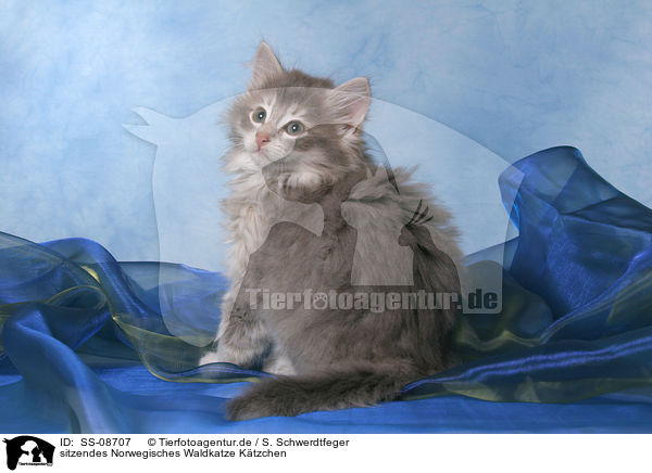 sitzendes Norwegisches Waldkatze Ktzchen / sitting Norwegian Forest Kitten / SS-08707