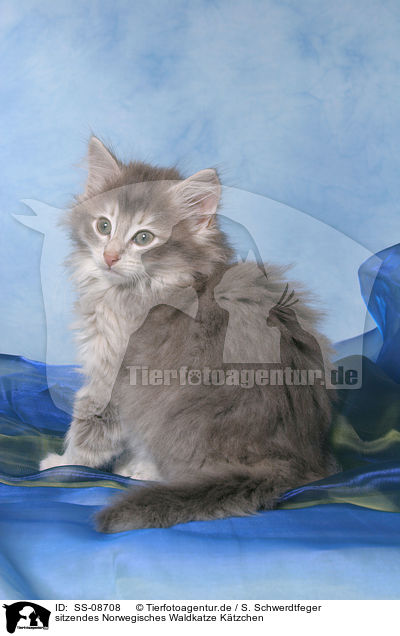 sitzendes Norwegisches Waldkatze Ktzchen / sitting Norwegian Forest Cat Kitten / SS-08708