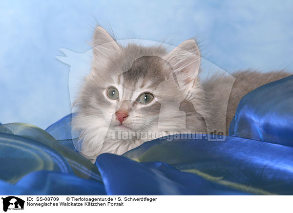 Norwegisches Waldkatze Ktzchen Portrait / Norwegian Forest Kitten Portrait / SS-08709