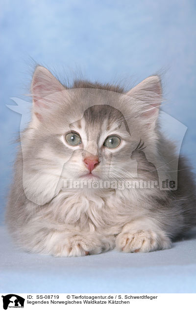 liegendes Norwegisches Waldkatze Ktzchen / lying Norwegian Forest Kitten / SS-08719