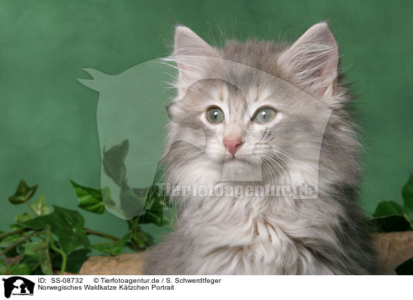 Norwegisches Waldkatze Ktzchen Portrait / Norwegian Forest Kitten Portrait / SS-08732