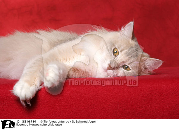 liegende Norwegische Waldkatze / lying Norwegian Forest Cat / SS-08736