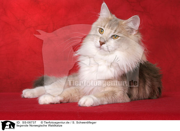 liegende Norwegische Waldkatze / lying Norwegian Forest Cat / SS-08737