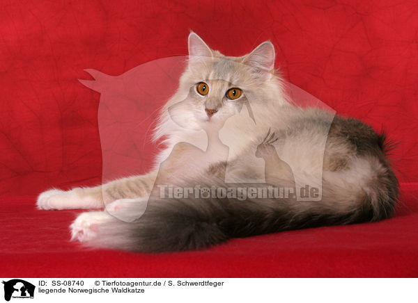 liegende Norwegische Waldkatze / lying Norwegian Forest Cat / SS-08740