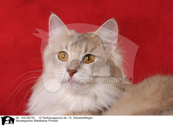 Norwegische Waldkatze Portrait / Norwegian Forest Cat Portrait / SS-08742