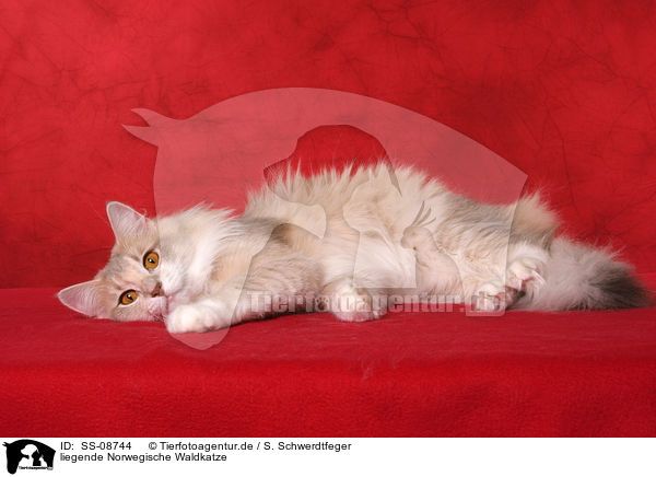 liegende Norwegische Waldkatze / lying Norwegian Forest Cat / SS-08744