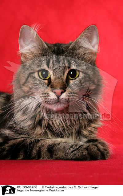 liegende Norwegische Waldkatze / lying Norwegian Forest Cat / SS-08786