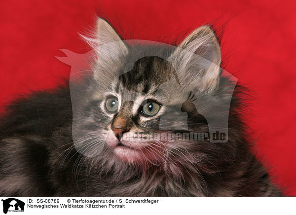 Norwegisches Waldkatze Ktzchen Portrait / Norwegian Forest Kitten Portrait / SS-08789