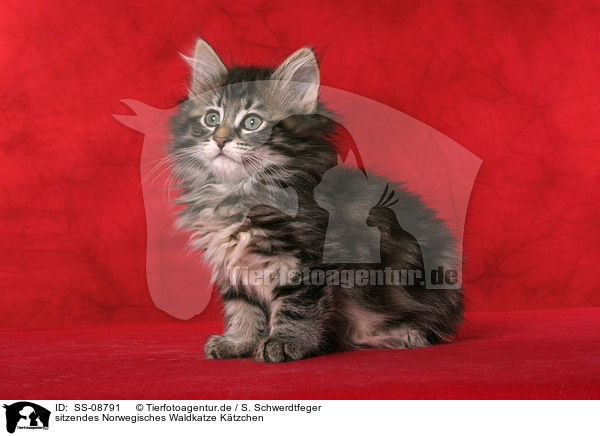 sitzendes Norwegisches Waldkatze Ktzchen / sitting Norwegian Forest Kitten / SS-08791