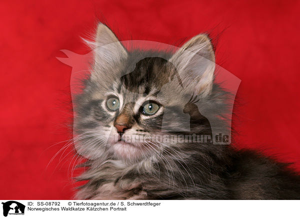 Norwegisches Waldkatze Ktzchen Portrait / Norwegian Forest Kitten Portrait / SS-08792