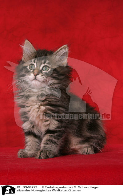 sitzendes Norwegisches Waldkatze Ktzchen / sitting Norwegian Forest Kitten / SS-08793