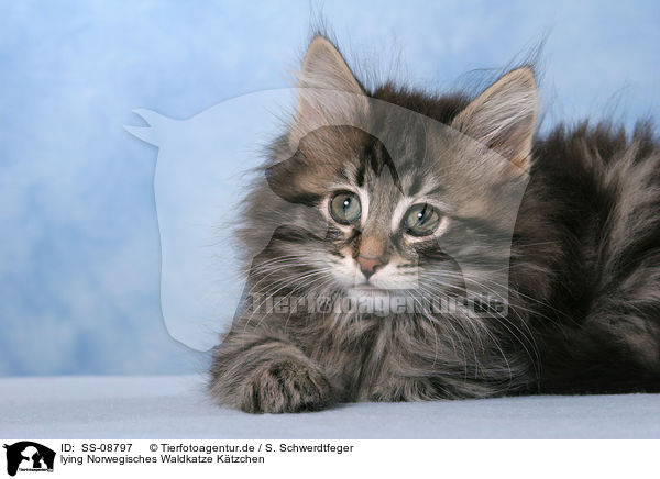 lying Norwegisches Waldkatze Ktzchen / lying Norwegian Forest Kitten / SS-08797